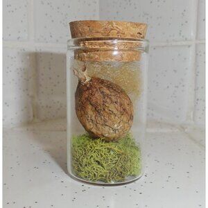 Real Yellow Garden Spider Egg Sack Oddity Jar w/ green moss curiosity arachnid